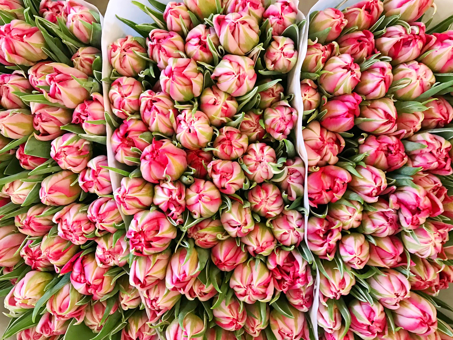 Tulip bouquets ready for sale at Jacques Flowers.