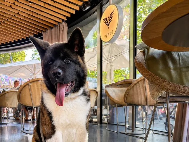 Large friendly dog panting at a cafe during Chelsea Dog Day