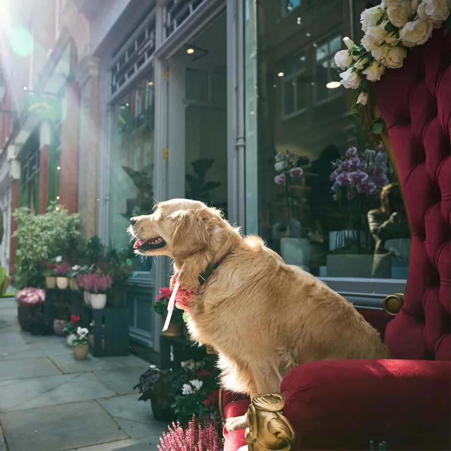 Golden retriever perched on a chair outside a florist, greeting passersby during Chelsea Dog Day.