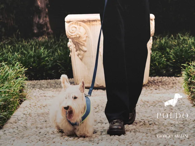 Person walking a small white dog on a leash in a promotional image for Poldo Dog Couture x Giorgio Armani.