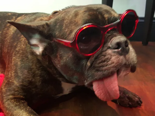 Bulldog wearing sunglasses for Chelsea Dog Day