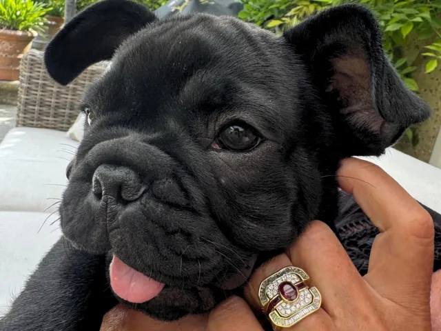 Black French bulldog puppy enjoying being petted at Chelsea Dog Day.