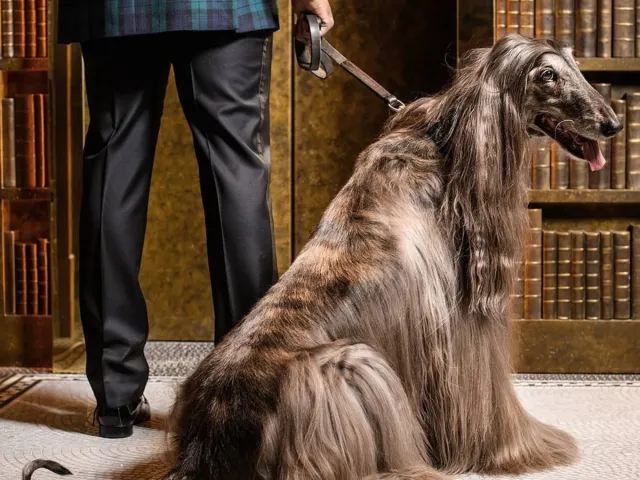 Afghan hound presented on a leash at Chelsea Dog Day