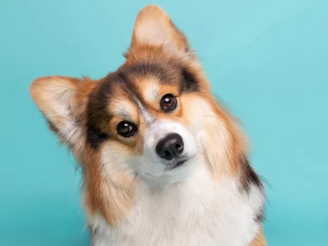 Pembroke Welsh Corgi tilting its head as a friendly mascot for Chelsea Dog Day.