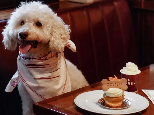Dog enjoying a pet-friendly cupcake at a café