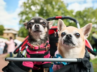 Two small dogs in a stroller at the Chelsea Dog Day event.