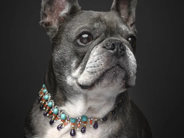French bulldog wearing a beaded statement collar