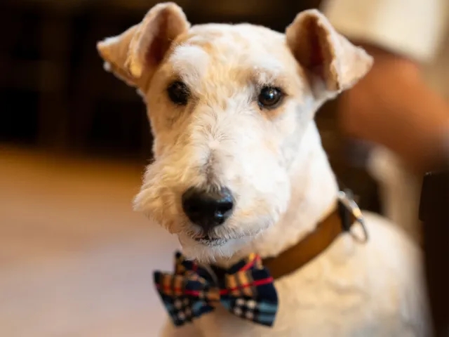 Terrier posing in a bow tie as a promotional image for Chelsea Dog Day.