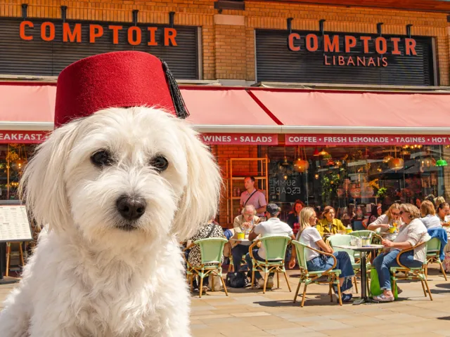 Small white dog wearing a fez attends a busy outdoor café during Chelsea Dog Day.