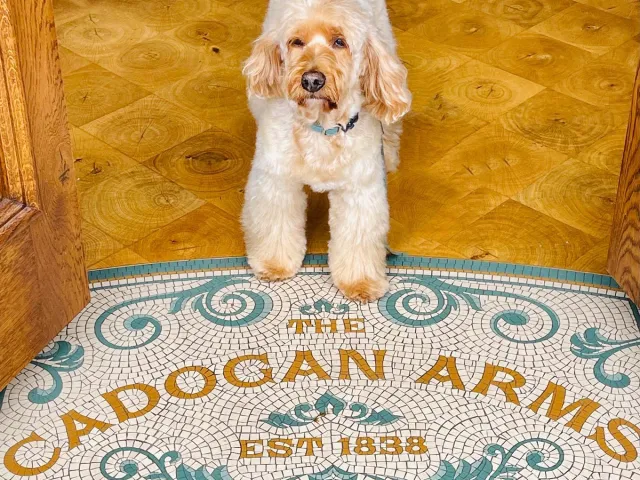 Dog stands at the entrance of The Cadogan Arms pub.