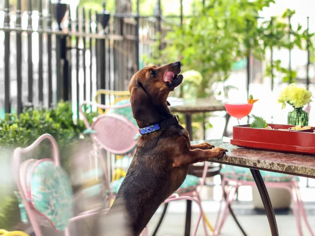 Dachshund leaning on a café table to reach food and drink, illustrating dog-friendly outdoor dining.