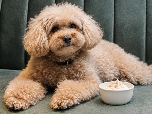 Small curly-haired dog with a bowl of whipped-cream-topped treat at the Chelsea Dog Day event.