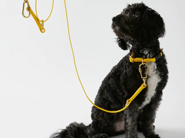Leashed dog representing pets for Chelsea Dog Day.