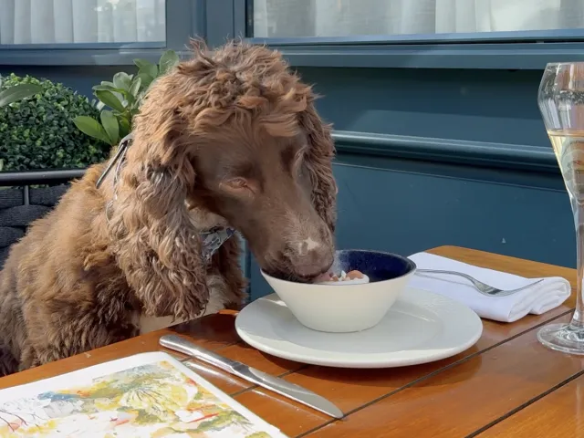 Brown spaniel eating from a bowl on an outdoor café table