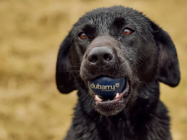 Labrador holds a ball in its mouth, ready to play.
