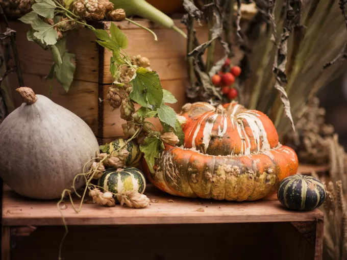Pumpkin and gourd harvest display evoking Halloween and fall décor