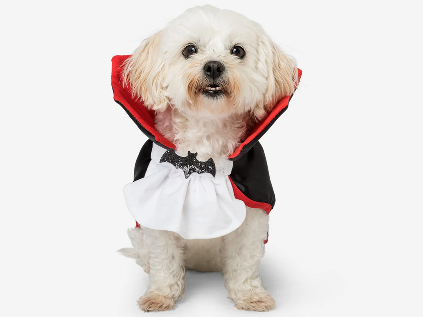 Small dog in a vampire-style Halloween costume