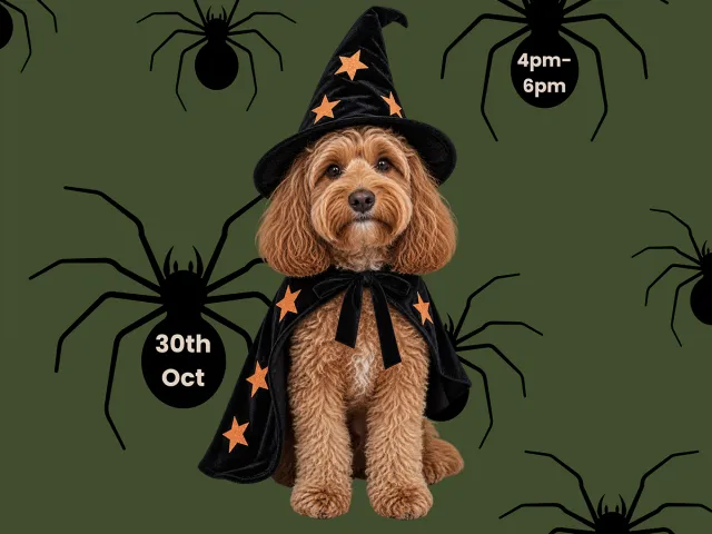 Dog dressed as a witch promoting the Halloween in Chelsea event.