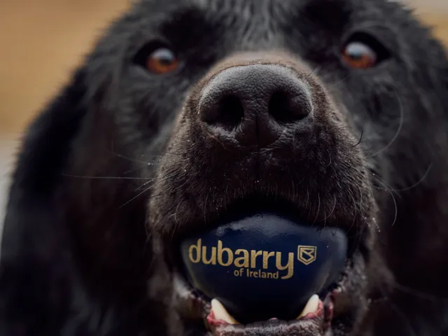 Dog holding a Dubarry of Ireland ball in its mouth