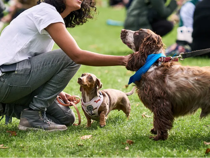 Person greeting two leashed dogs during a dog-friendly walk in a park