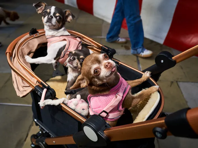 Three small dogs riding in a stroller during a dog-friendly Chelsea outing.